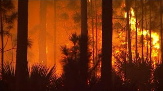 FLORIDA WILDFIRES