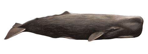 SPERM WHALE